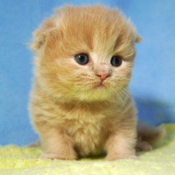 スコティッシュフォールド(折れ耳)【埼玉県・男の子・2025年11月6日・クリームタビー（ロング）】の写真「素敵な男の子です♪」