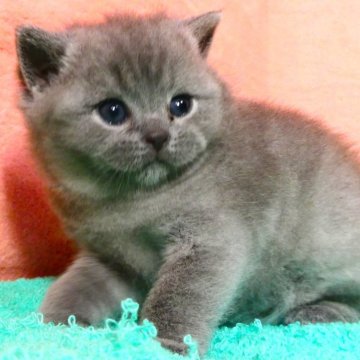 ブリティッシュショートヘア【埼玉県・男の子・2025年4月29日・ブルー（ショート）】の写真「素晴らしい男の子です♪」