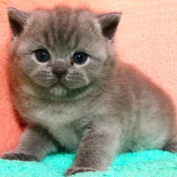 ブリティッシュショートヘア【埼玉県・男の子・2025年4月29日・ブルー（ショート）】の写真「素晴らしい男の子です♪」