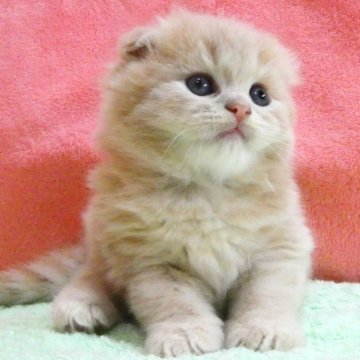 スコティッシュフォールド(折れ耳)【埼玉県・男の子・2025年8月1日・クリーム&ホワイト（ロング）】の写真「素晴らしい男の子です♪」