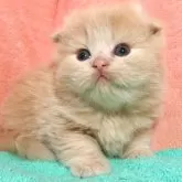 スコティッシュフォールド(折れ耳)