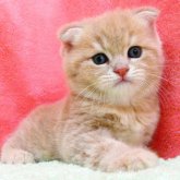 スコティッシュフォールド(折れ耳)