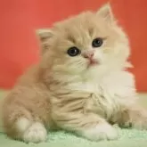 スコティッシュフォールド(立ち耳)