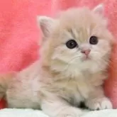 スコティッシュフォールド(立ち耳)