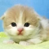 スコティッシュフォールド(折れ耳)