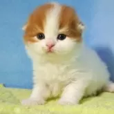 スコティッシュフォールド(折れ耳)