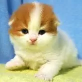 スコティッシュフォールド(折れ耳)