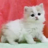 スコティッシュフォールド(立ち耳)