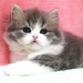 スコティッシュフォールド(立ち耳)