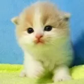 スコティッシュフォールド(立ち耳)