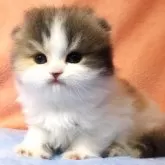 スコティッシュフォールド(折れ耳)