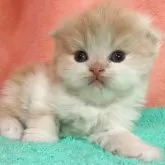 スコティッシュフォールド(折れ耳)