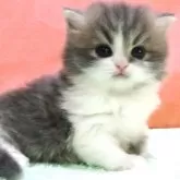 スコティッシュフォールド(立ち耳)【埼玉県・男の子・2025年3月13日・ブルータビー&ホワイト】の写真1