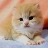 スコティッシュフォールド(立ち耳)