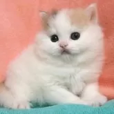 スコティッシュフォールド(立ち耳)