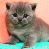 ブリティッシュショートヘア