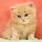スコティッシュフォールド(立ち耳)