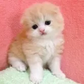 スコティッシュフォールド(折れ耳)
