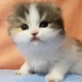 スコティッシュフォールド(折れ耳)【埼玉県・女の子・2025年6月5日・ダイリュートキャリコ】の写真3