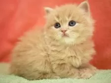 スコティッシュフォールド(立ち耳)【埼玉県・男の子・2025年10月10日・クリーム&ホワイト】の写真4