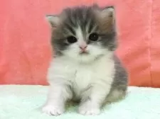 スコティッシュフォールド(立ち耳)【埼玉県・男の子・2025年3月13日・ブルータビー&ホワイト】の写真4