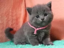 ブリティッシュショートヘア【埼玉県・女の子・2025年8月15日・ブルー】の写真4