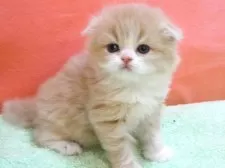 スコティッシュフォールド(折れ耳)【埼玉県・女の子・2025年3月13日・クリーム&ホワイト】の写真4