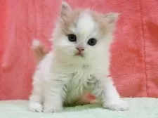 スコティッシュフォールド(立ち耳)【埼玉県・男の子・2026年2月5日・クリーム&ホワイト】の写真5