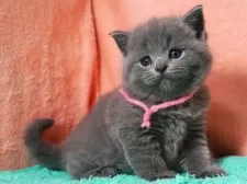 ブリティッシュショートヘア【埼玉県・女の子・2025年8月15日・ブルー】の写真5