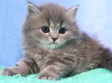 スコティッシュフォールド(立ち耳)【埼玉県・男の子・2025年9月18日・ブルータビー】の写真5