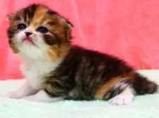 スコティッシュフォールド(折れ耳)【埼玉県・女の子・2025年12月26日・キャリコ】の写真5