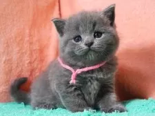 ブリティッシュショートヘア【埼玉県・女の子・2025年8月15日・ブルー】の写真6