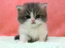 スコティッシュフォールド(立ち耳)【埼玉県・男の子・2025年3月13日・ブルータビー&ホワイト】の写真6