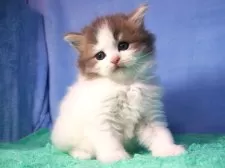 スコティッシュフォールド(立ち耳)【埼玉県・男の子・2025年9月18日・ブルー&ホワイト】の写真7