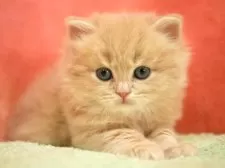 スコティッシュフォールド(立ち耳)【埼玉県・男の子・2025年10月10日・クリーム&ホワイト】の写真7