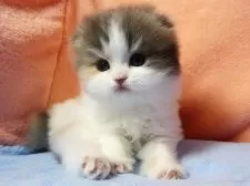 スコティッシュフォールド(折れ耳)【埼玉県・女の子・2025年6月5日・ダイリュートキャリコ】の写真9