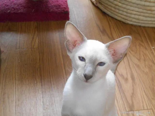 ID:1706-00643の子猫