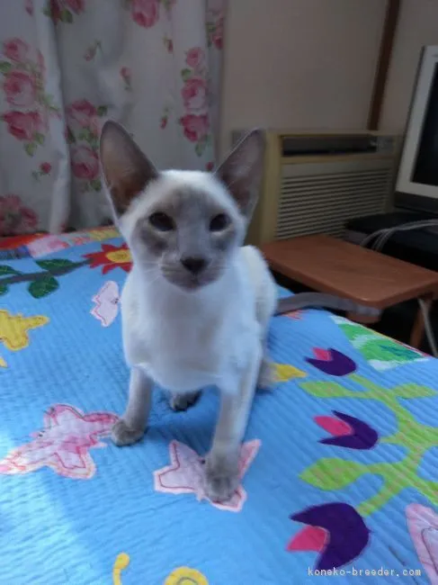 ID:1811-00559の子猫