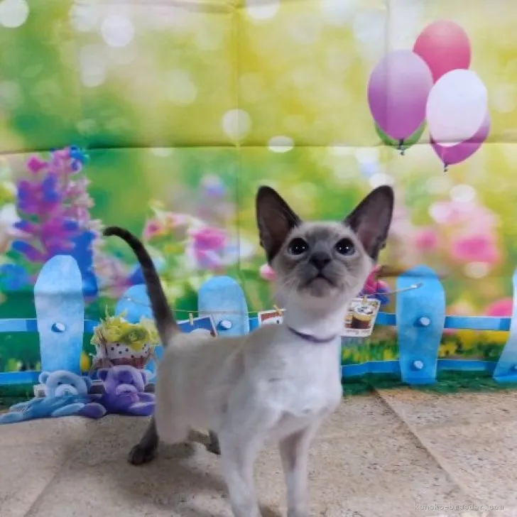 タンボイド 様のお迎えした子猫