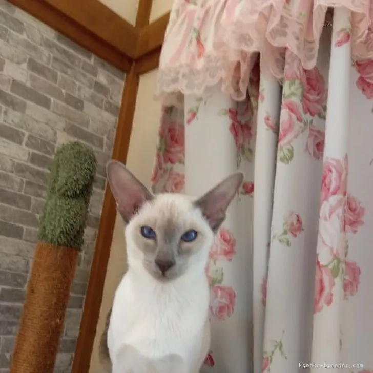 M.S 様のお迎えした子猫