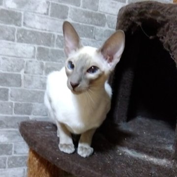 シャム(サイアミーズ)【東京都・女の子・2023年5月26日・ライラックポイント】の写真「猫じゃらしで遊ぶのが大好きな美しい女の子です。」