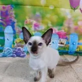 シャム(サイアミーズ)【東京都・男の子・2023年7月20日・チョコレートポイント】の写真1