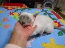 シャム(サイアミーズ)【東京都・男の子・2018年9月3日・ライラックポイント】の写真3「とても甘えっこ」
