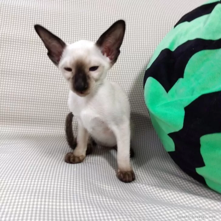 ID:2506-02358の子猫