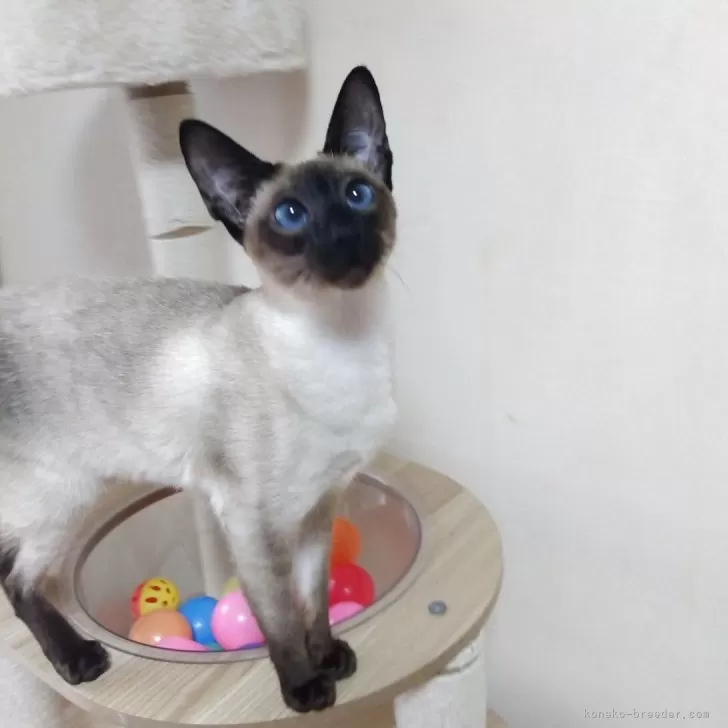 ID：2411-02645の子猫
