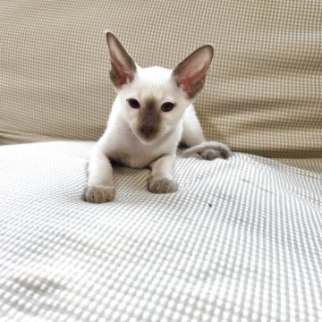 シャム(サイアミーズ)【東京都・女の子・2025年9月22日・チョコレートポイント】の写真「とても綺麗な子です。」