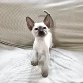 シャム(サイアミーズ)