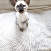 シャム(サイアミーズ)