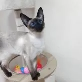 シャム(サイアミーズ)【東京都・女の子・2024年9月20日・シールポイント】の写真1