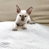 シャム(サイアミーズ)